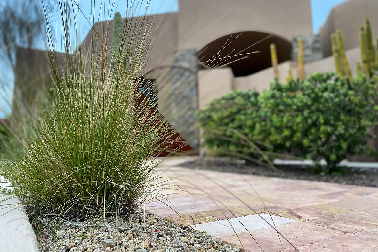 Desert landscape with travertine patio walkway and drought-tolerant plants